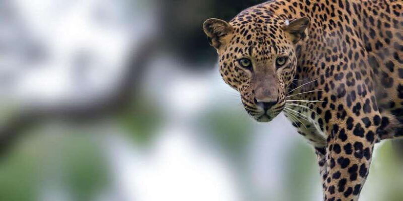 hikkaduwa-galle-weligama-mirissa-yala-national-park-safari-3