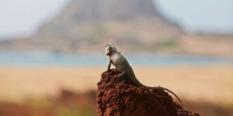 hikkaduwa-galle-weligama-mirissa-yala-national-park-safari-3