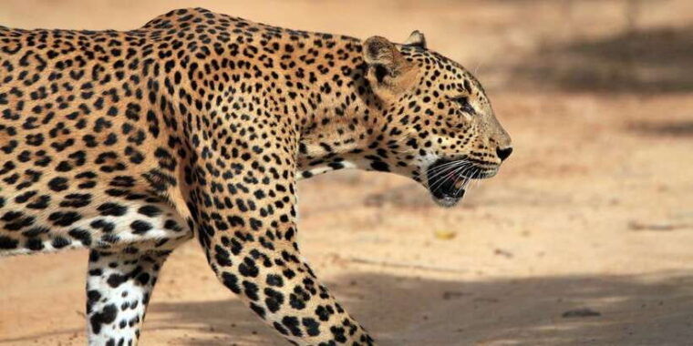 hikkaduwa-galle-weligama-mirissa-yala-national-park-safari-3