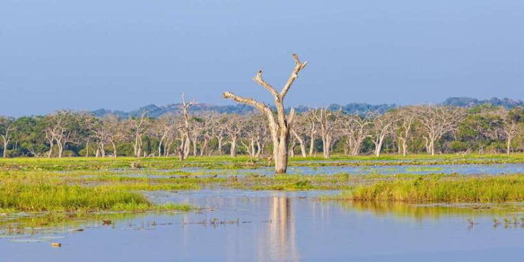 hikkaduwa-galle-weligama-mirissa-yala-national-park-safari-3