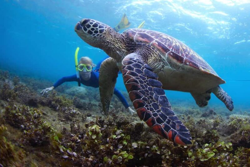 Hikkaduwa Snorkeling Tour: 2 Hours of Underwater Adventure - What Makes This Snorkeling Tour Special?