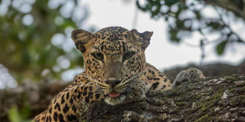 hikkaduwa-unawatuna-weligama-mirissa-yala-safari-to-ella