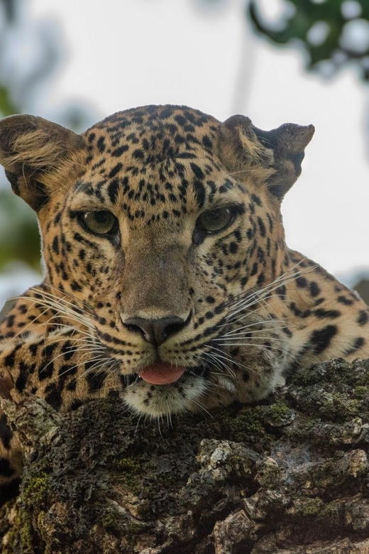 hikkaduwa-unawatuna-weligama-mirissa-yala-safari-to-ella