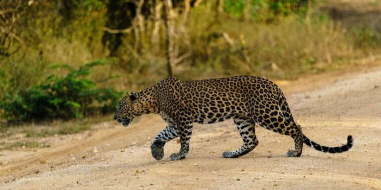 hikkaduwa-unawatuna-weligama-mirissa-yala-safari-to-ella