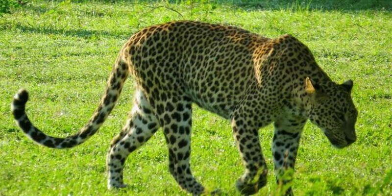 hikkaduwa-yala-national-park-safari-with-hotel-pickup