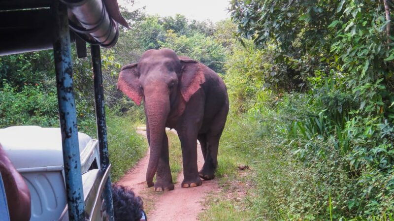hikkaduwa-yala-national-park-safari-with-hotel-pickup