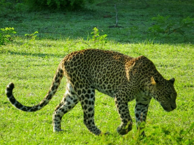 hikkaduwa-yala-national-park-safari-with-hotel-pickup
