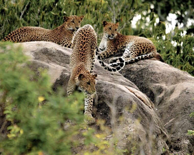 hikkaduwa-yala-national-park-safari-with-hotel-pickup