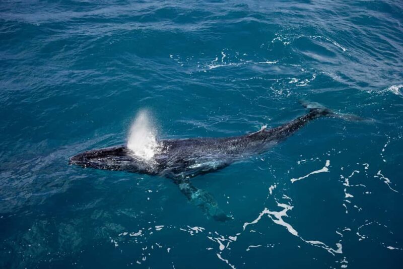 Hillarys Boat Harbour 2-Hour Whale Watching Cruise - 09:00am - Key Points