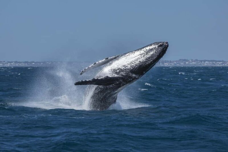 Hillarys Boat Harbour 2-Hour Whale Watching Cruise - 09:00am - A Deep Dive into the Whale Watching Experience