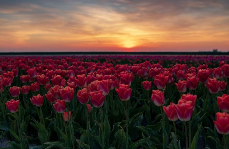 hillegom-guided-e-bike-tour-at-sunset-near-keukenhof