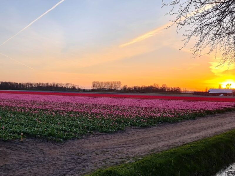 hillegom-guided-e-bike-tour-at-sunset-near-keukenhof