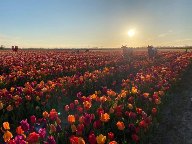 hillegom-tulip-barn-entry-ticket