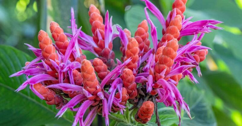 Hilo: Gardens, Waterfalls & Farmers Market Shore Excursion - An In-Depth Look at the Itinerary