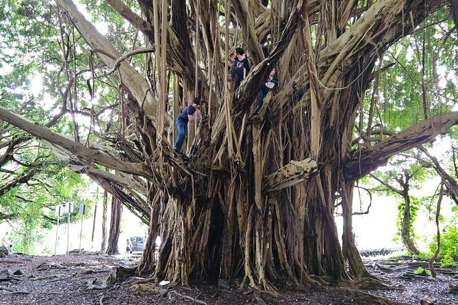 hilo-guided-day-tour-by-native-hawaiians