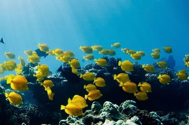 hilo-sea-turtle-lagoon-and-black-sand-beach-snorkel