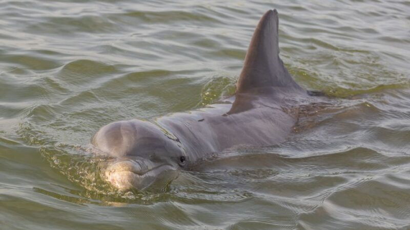 hilton-head-2-hour-private-dolphin-tour