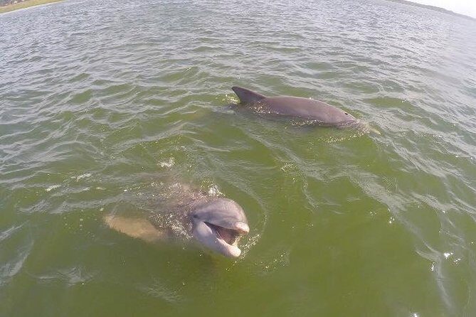 Hilton Head Dolphin Tour with Stop at Disappearing Island - What We Love About This Tour