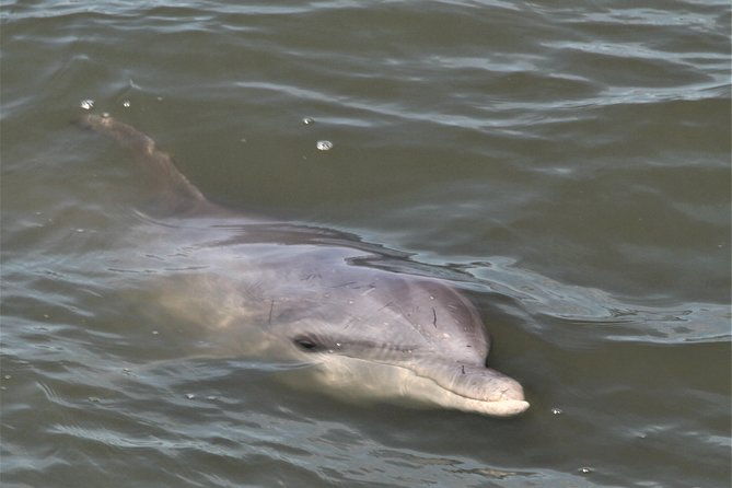 hilton-head-guided-sunset-creek-cat-tour