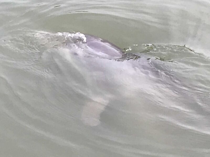 Hilton Head Island: 90-Minute Dolphin & Nature Tour - The Scenic and Cultural Highlights