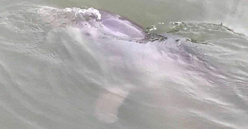 Hilton Head Island: 90-Minute Dolphin & Nature Tour - Practical Details & What To Keep in Mind
