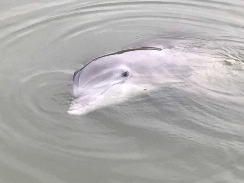 Hilton Head Island: 90-Minute Dolphin & Nature Tour - Final Thoughts: Who Will Love This Tour?