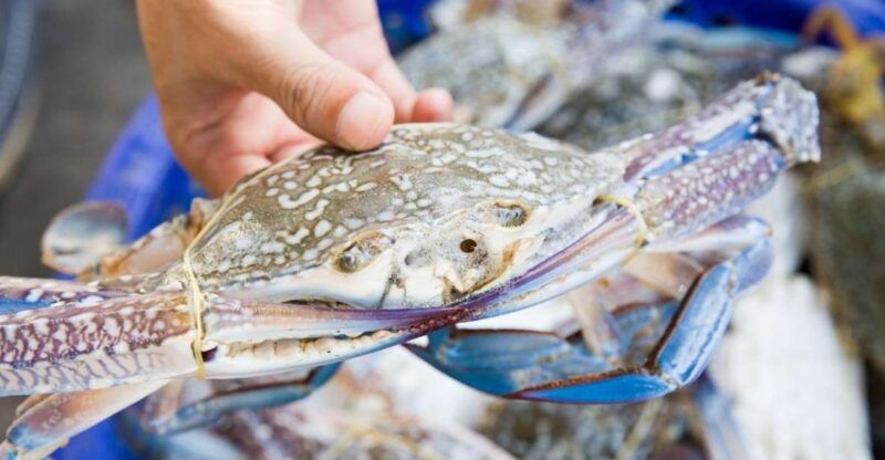 hilton-head-island-crabbing-expedition-boat-tour