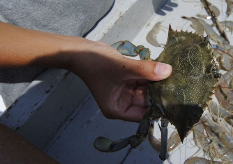 hilton-head-island-crabbing-expedition-boat-tour