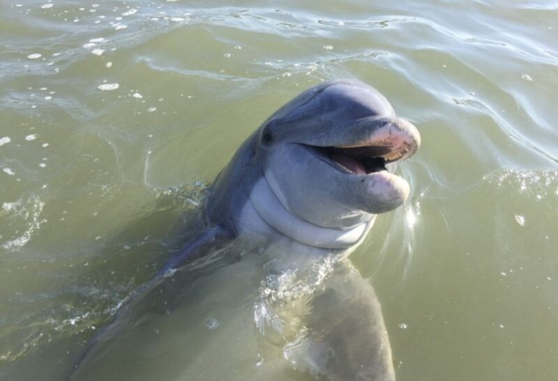 Hilton Head Island: Daytime Dolphin Watching Boat Tour - Why You’ll Love the Hilton Head Dolphin Tour