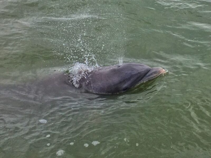 Hilton Head Island: Daytime Dolphin Watching Boat Tour - FAQs