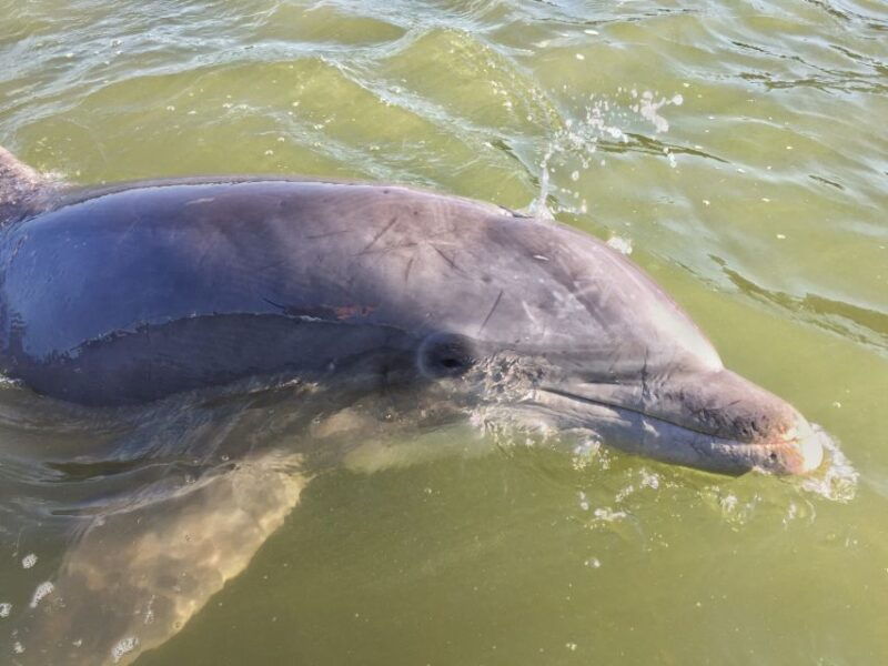 hilton-head-island-daytime-dolphin-watching-boat-tour