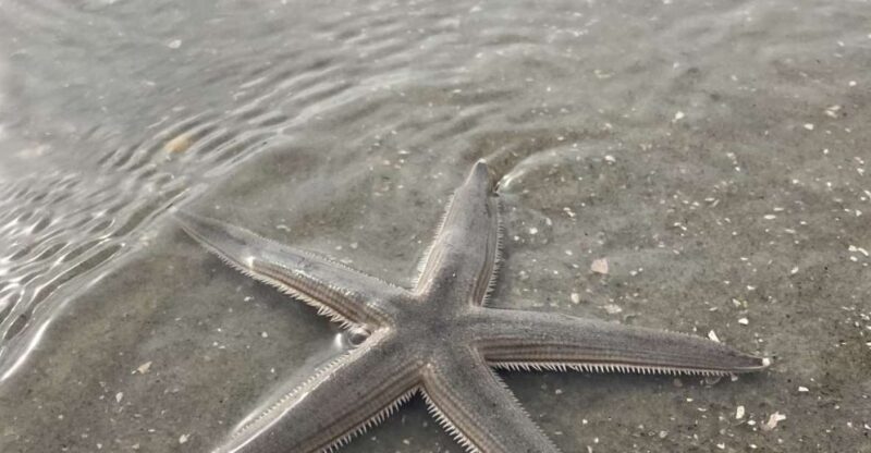 Hilton Head Island: Disappearing Island and Dolphin Tour - FAQ