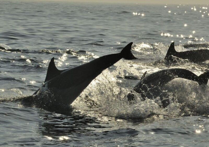 hilton-head-island-dolphin-nature-cruise