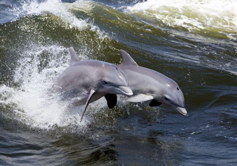 hilton-head-island-dolphin-nature-cruise