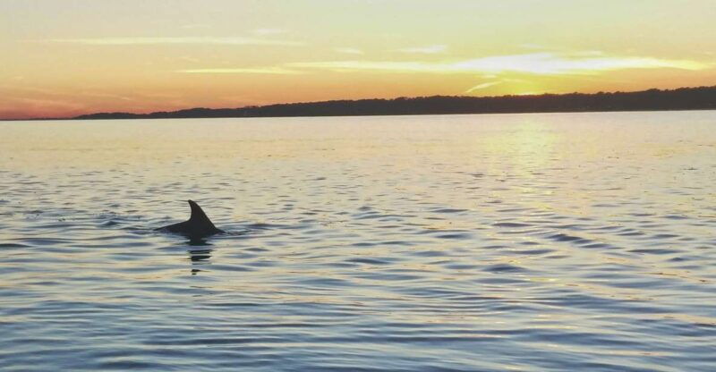 hilton-head-island-dolphin-watching-3-course-dinner-cruise