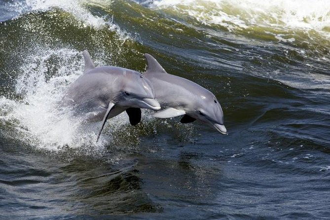 hilton-head-island-dolphin-watching-nature-cruise