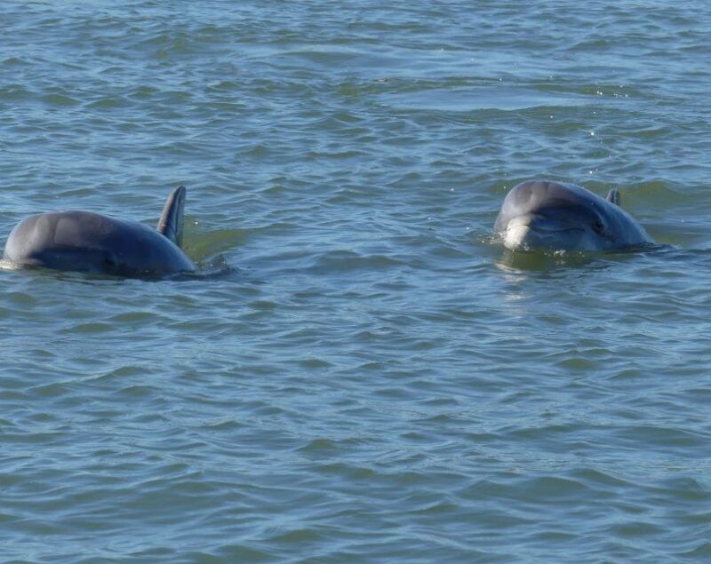 hilton-head-island-private-dolphin-and-nature-tour