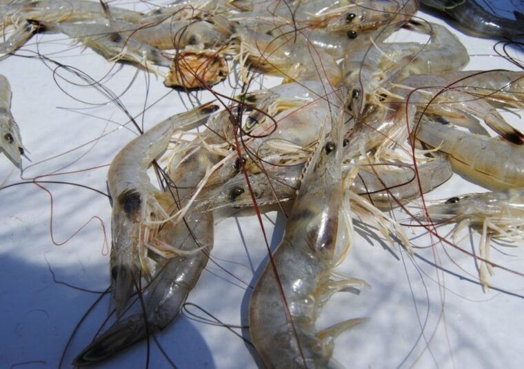 hilton-head-island-shrimp-trawling-boat-tour