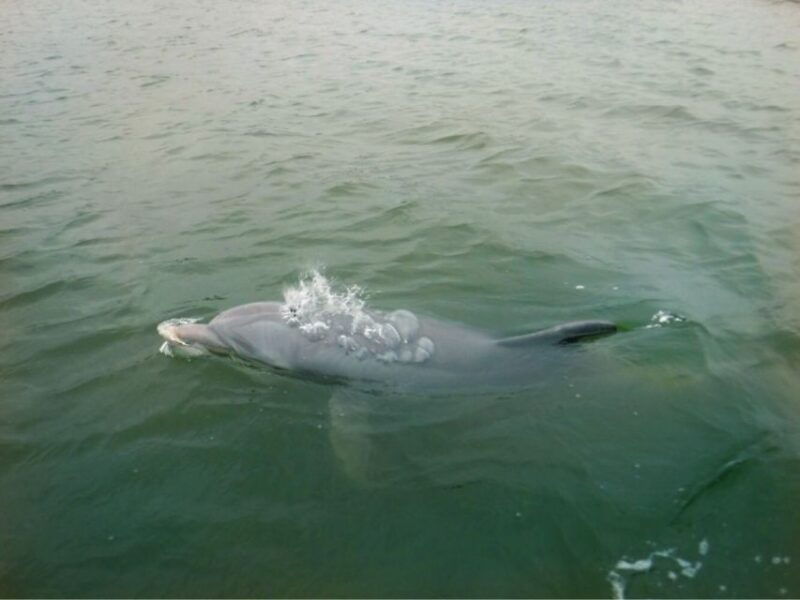 hilton-head-island-sunset-creek-cat-boat-tour