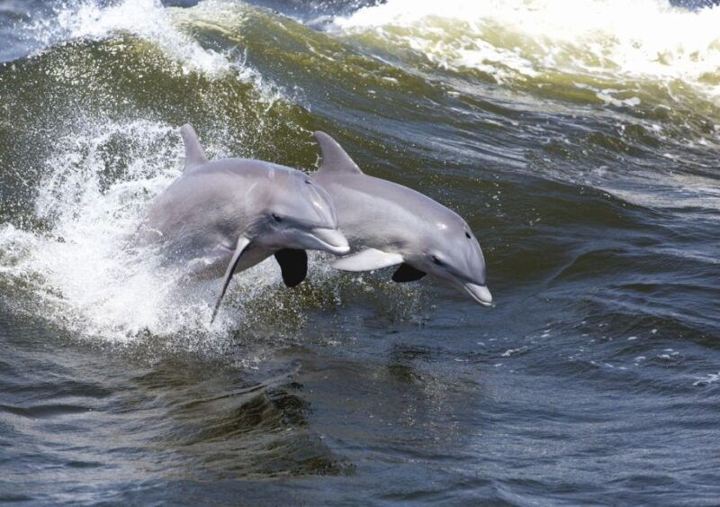 hilton-head-island-sunset-dolphin-cruise
