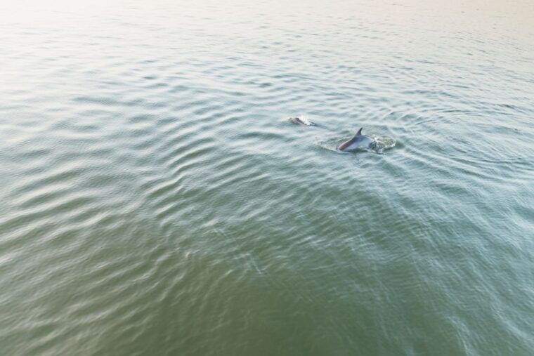 hilton-head-island-sunset-dolphin-cruise