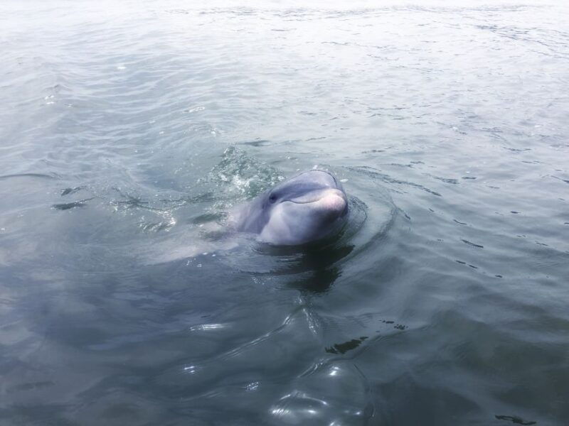 hilton-head-island-sunset-dolphin-watching-tour
