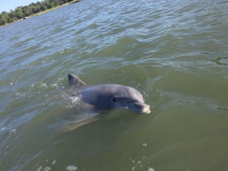 hilton-head-island-sunset-dolphin-watching-tour