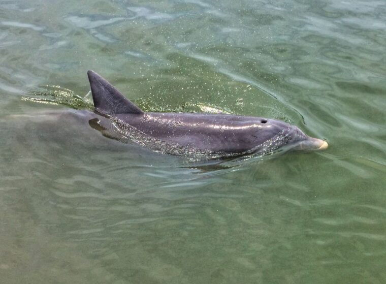 hilton-head-island-sunset-dolphin-watching-tour