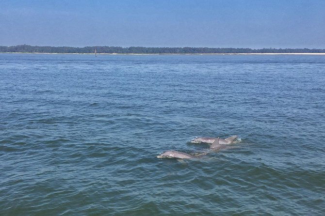 hilton-head-morning-dolphins-donuts-cruise-semi-private
