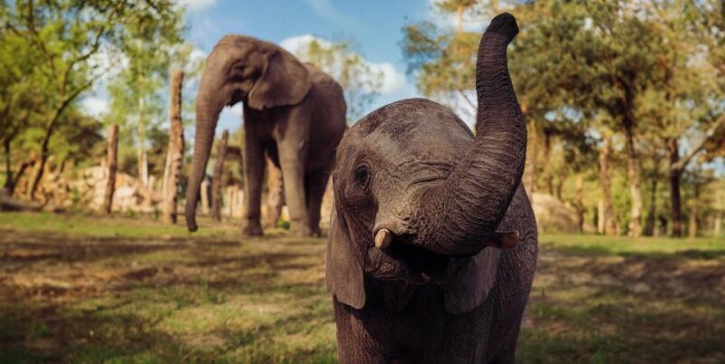 hilvarenbeek-beekse-bergen-safari-park-entry-ticket