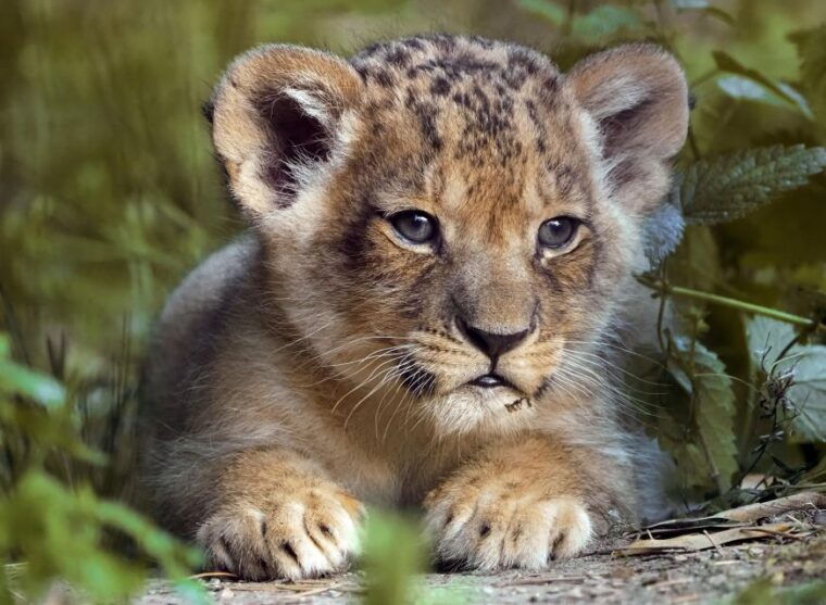 hilvarenbeek-beekse-bergen-safari-park-entry-ticket