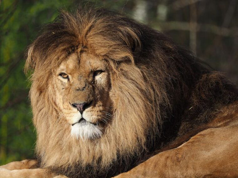 hilvarenbeek-beekse-bergen-safari-park-entry-ticket