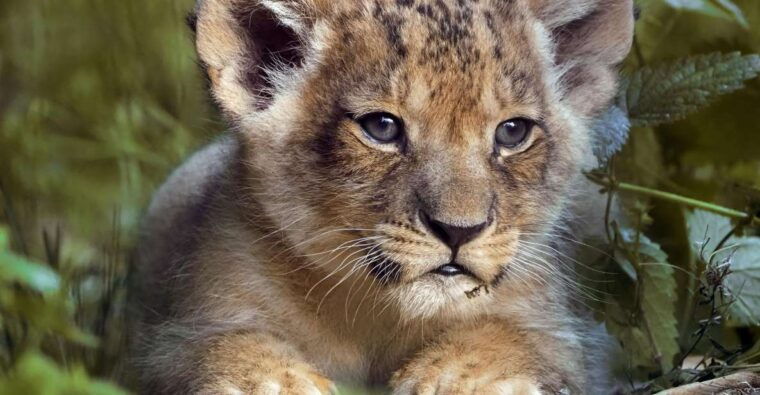 hilvarenbeek-beekse-bergen-safari-park-entry-ticket