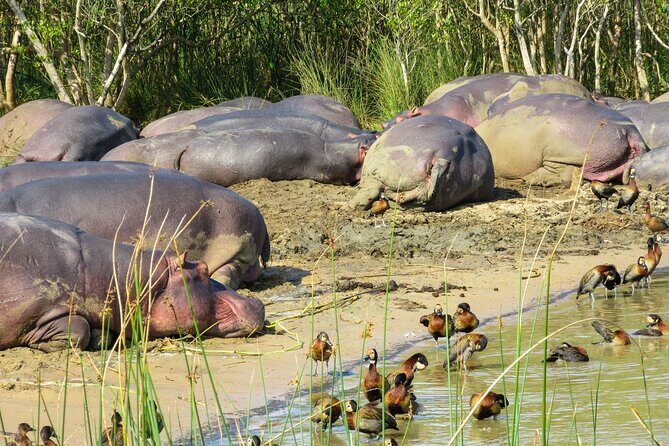 Hippo and Croc Boat Cruise in Saint Lucia with collection - An Honest Look at the Itinerary and Experience